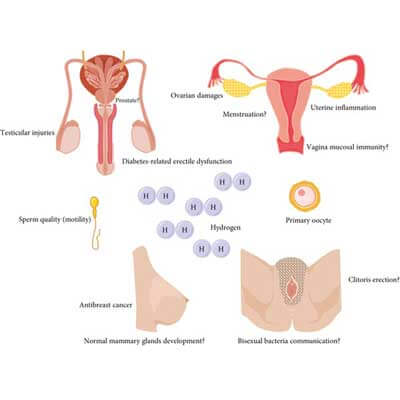 Газообразный водород: новый тип антиоксиданта в модулировании гомеостаза половых органов