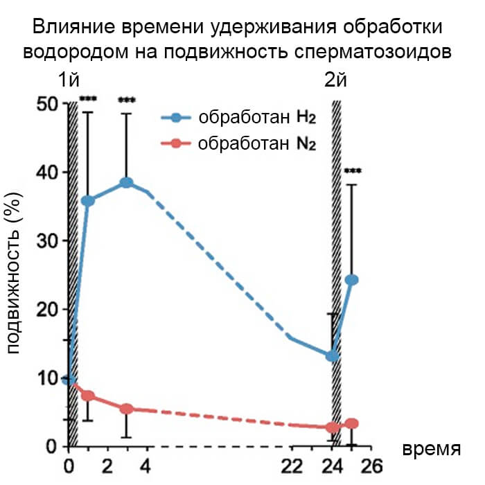 sperma5 image Стимуляция подвижности поврежденной спермы человека молекулами водорода